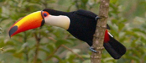 PeakElite toucan logo